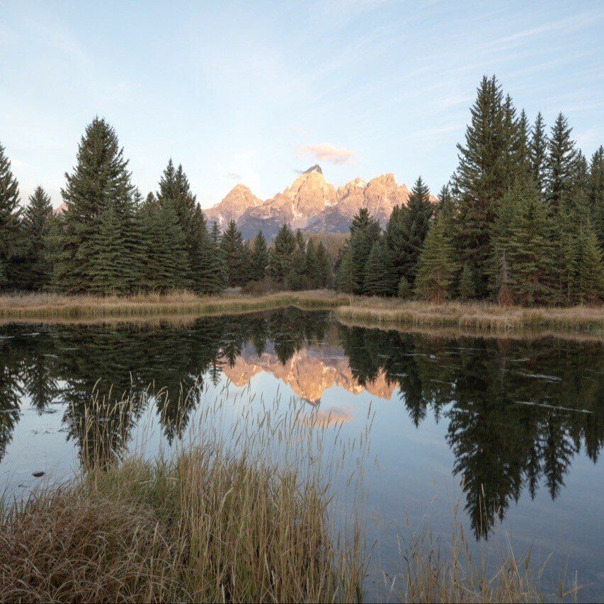 tree Tetons reflection Large _ sq